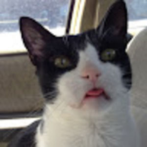 Meet your Posher, Sasha